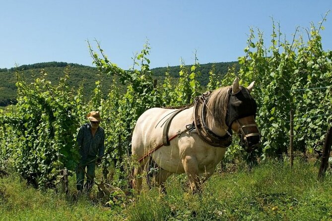 Alsace wine tour and medieval villages. Small group guided tour - Ribeauvillé: castles, medieval corners, and a slower change of pace