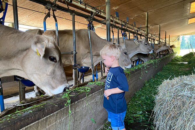 Appenzell Cow milking experience from Zurich with alpine scenery - Stop 2: Schwägalp and the show cheese factory with tasting