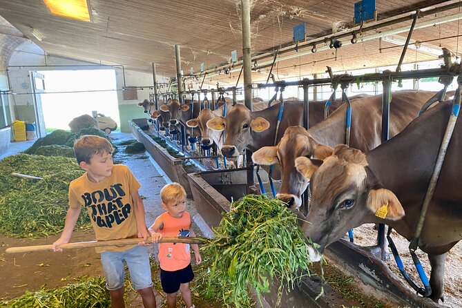 Appenzell Cow milking experience from Zurich with alpine scenery - Rhine Falls detour: the fast way to see Europe’s biggest waterfall
