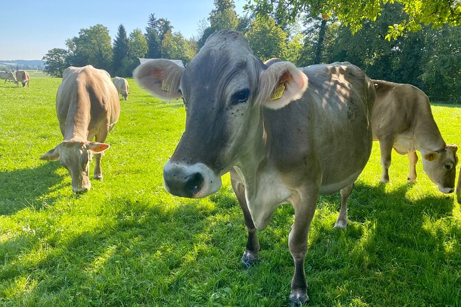 Appenzell Cow milking experience from Zurich with alpine scenery - Stop 1: Wasserauen for cows, goats, and photo-ready hills