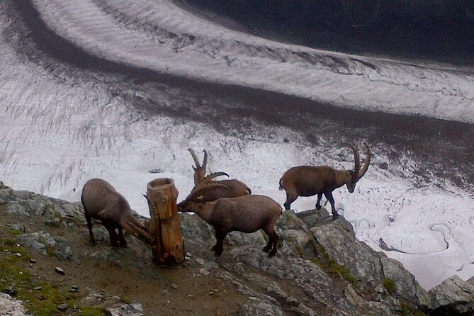 Attraction Ticket: Zermatt to Mount Gornergrat Summit - Food, rest, and how to use the terrace like a local