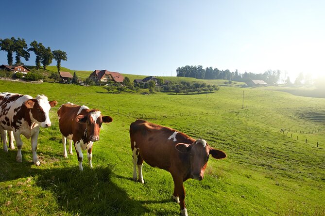 Bern Small-Group Day Trip from Zurich Including Cheese Tasting - Emmentaler Schaukäserei and the Cheese Tasting: Learning With Your Taste Buds