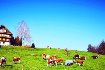 Best of Bernese Oberland Tour from Zurich