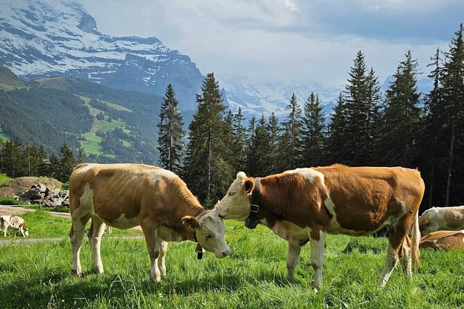 Easy countryside tour in Swiss Alps - kids friendly - Key highlights you will feel right away