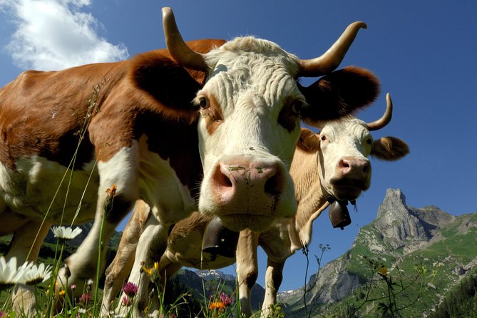 Eiger and Jungfrau Panorama Day Trip from Lucerne - How to handle the independent time so you do not waste it