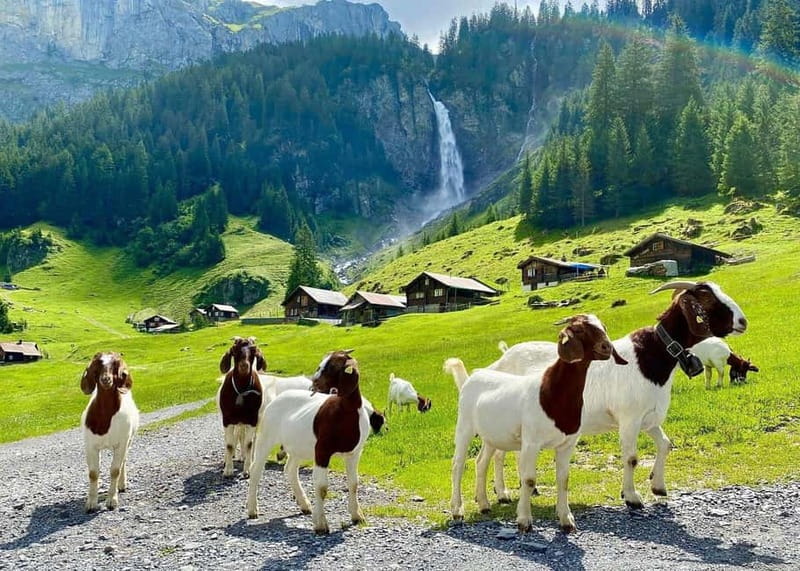 Explore Swiss Villages: Interlaken-Grindelwald(Private Tour) - Zurich or Lucerne pickup, then a comfy start with photo breaks