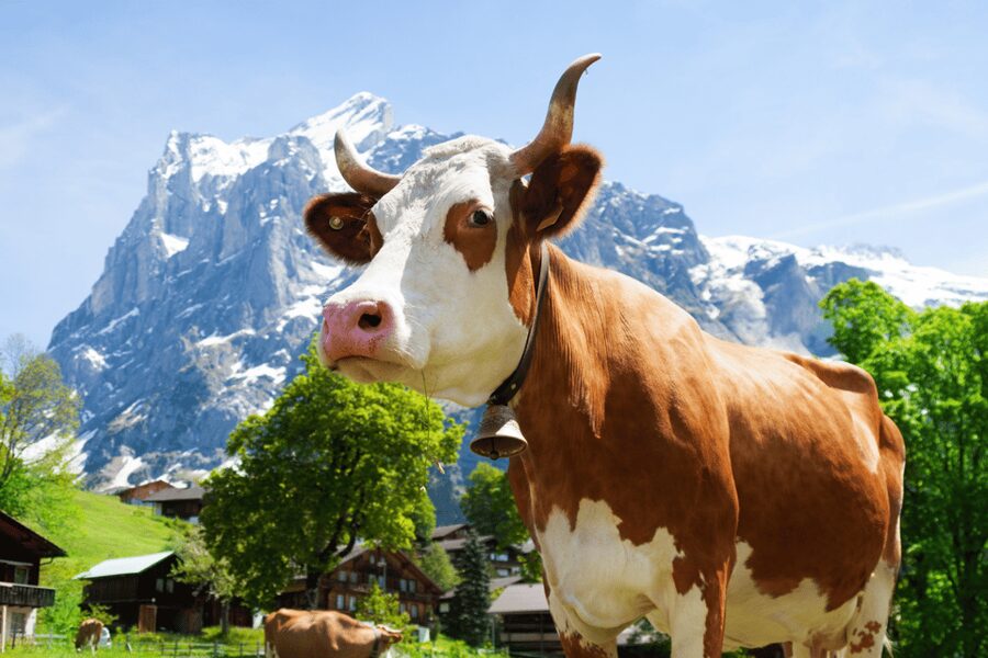 From Zurich: Chocolate and Cheese Tour in Appenzell - Maestrani’s Chocolarium: a fun, self-guided hour for chocolate lovers