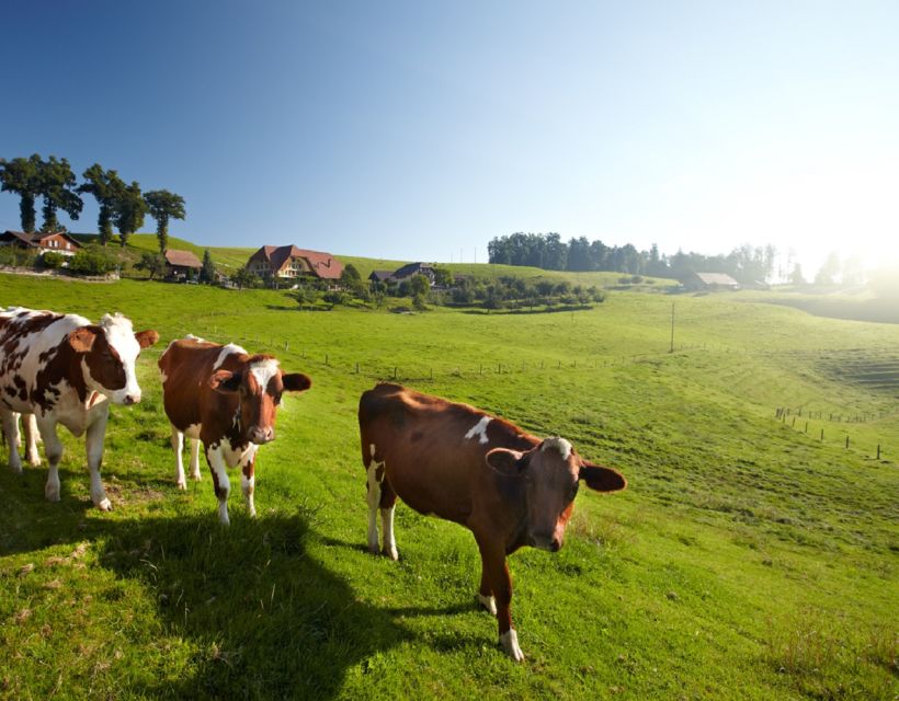 From Zurich/Lucerne: Berne Capital and Countryside Day-Trip - Who this tour is best for, and who should rethink it