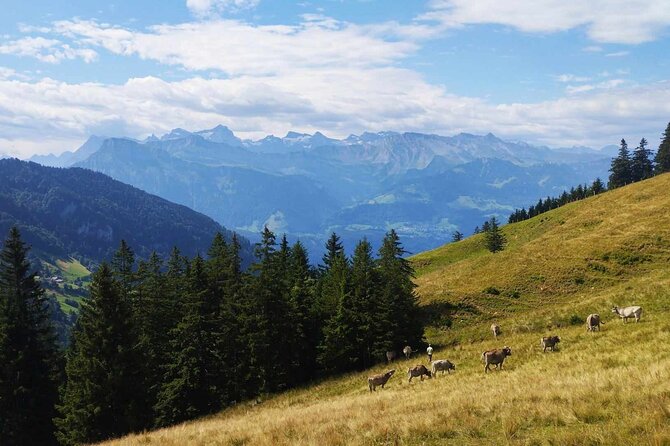 Full-Day Hiking Swiss Alps and Lake swim with Pick-up - Price and value: what $530.92 includes, and what you’re buying