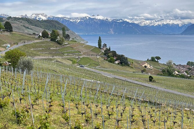 Gourmet Food and Wine Tasting Walk in Lavaux - Stop 2 through Lavaux Vineyard Terraces starting at Cully: the views do the teaching