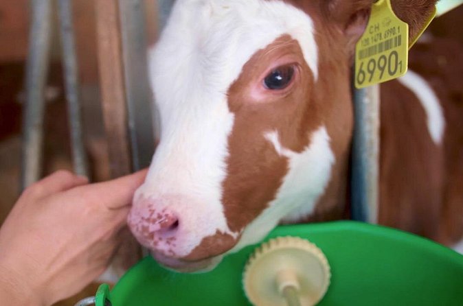 Interlaken 3-Hour Guided E-Bike Tour with a Farm and Ancient Villages Visit - The farm stop: cows, horses, and the taste test of Swiss milk
