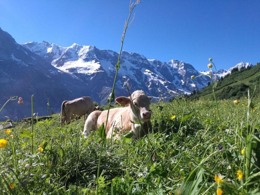 Interlaken: 72 Waterfalls Valley & Lauterbrunnen E-Bike Tour - Staubbach Falls: a short stop with a big payoff