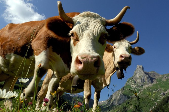 Interlaken and Grindelwald Day Trip from Lucerne - Interlaken Free Time: How to Use About Two Hours Like a Pro