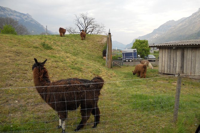 Interlaken Private Tour: Mountains Cows, Thun Lake, and Brienz Lake - A Short Pause Near Selpark: Rope Park Views Without the Full Detour