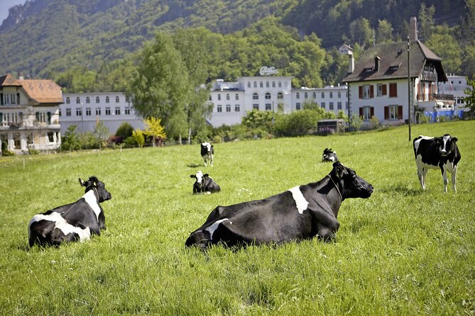 Maison Cailler Visit and Walk A Pioneer in the Meadows - Maison Cailler in Broc: why this stop matters on the Swiss chocolate route
