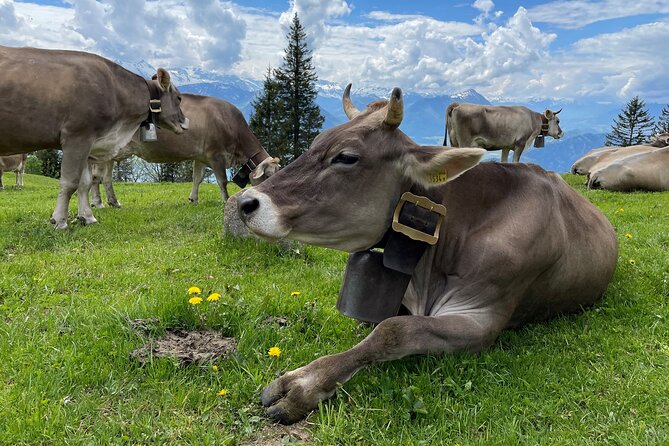 Mt Rigi and Lucerne Day Trip from Zurich With Boat Ride - Lucerne Old Town: what to see with your free time