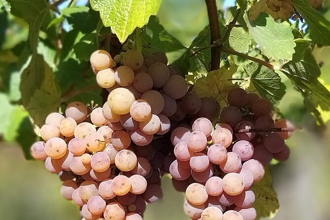 Pinot Noir & Pinot Wine Tour to Baden-Württemberg - Basel to Baden-Württemberg: how the 6-hour Pinot day flows