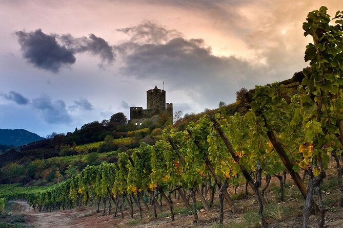 Pinot Noir & Pinot Wine Tour to Baden-Württemberg - Kaiserstuhl Lavendel vineyard walk: weather can change how close you get