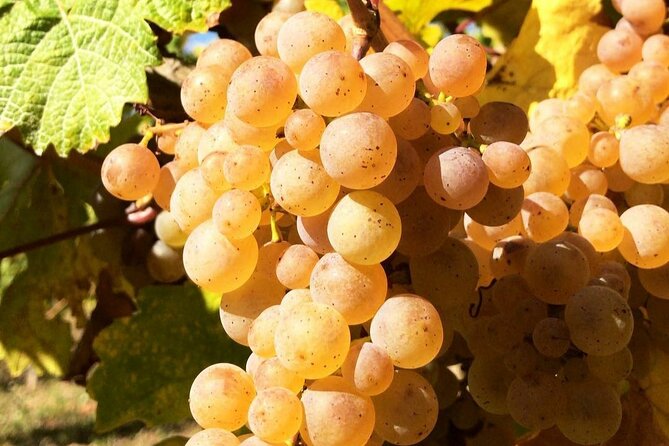 Pinot Noir & Pinot Wine Tour to Baden-Württemberg - The VDP president stop in Ihringen: precision and ripe fruit, explained