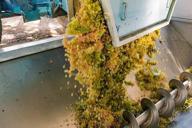 Pinot Noir & Pinot Wine Tour to Baden-Württemberg - Bad Krozingen family winery: where the Pinot standard gets set