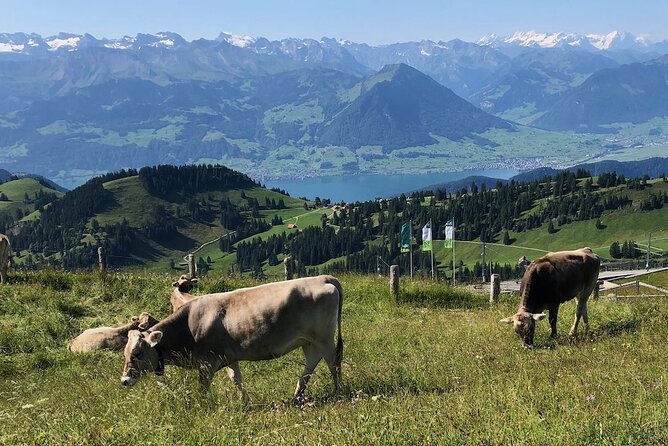 Private Guided Hike on Mt. Rigi with Farm Visit and BBQ - Optional spa soak in Lucerne if you want to relax