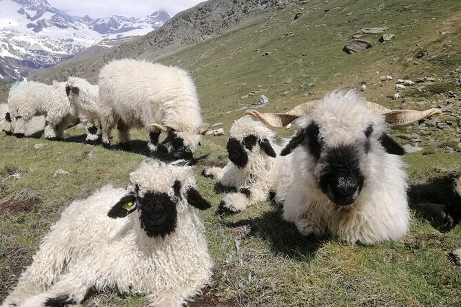 Private Mt. Gornergrat and Zermatt Tour - Price and Value: What You Pay for at $858.03 Per Person