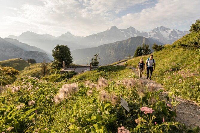 Schynige Platte Cogwheel Railway Return Ticket - Schynige Platte at 1967 metres: Botanical Alpine Garden basics that help you enjoy it