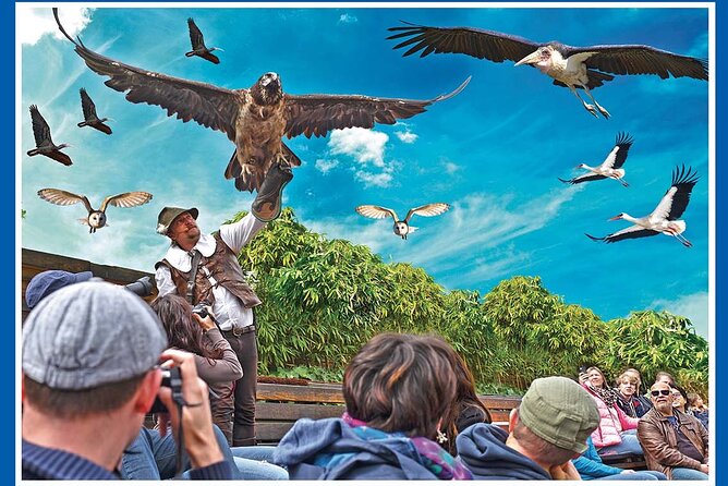 Skip the Line: Falconeria Locarno Ticket - Seating, weather comfort, and why it matters more than you think