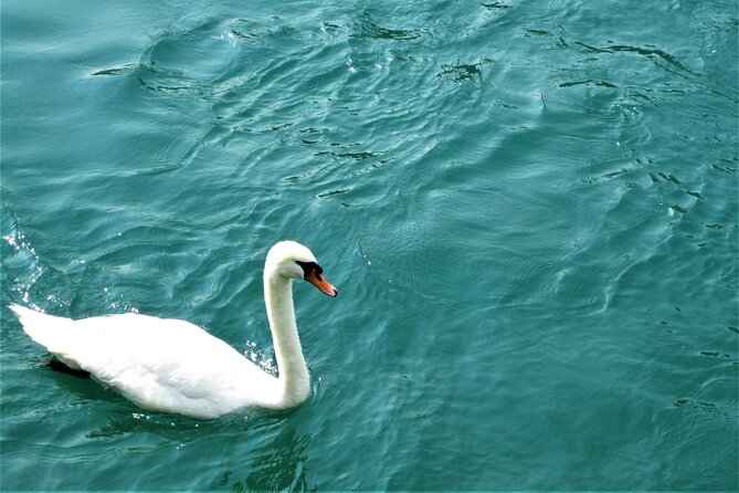 (STTG04) - Sightseeing Cruise at Geneva with Wine and Aperitif - Stops You Will Actually Recognize: Jet d’Eau, Bains des Pâquis, and the UN Area