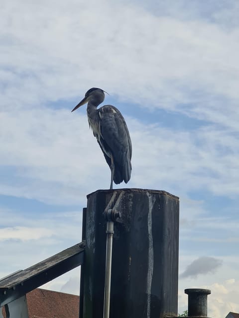 Switzerland: Private nature safari with a local guide. Check out the Alps, lakes, and more - Picking Your Region: Alps, Lake Areas, Jura, or the Swiss Plateau