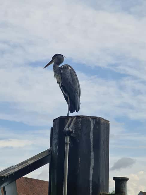 Switzerland: Private nature safari with a local guide. Check out the Alps, lakes, and more - Seasonal Highlights, Spring and Summer Birds, Autumn Gold, Winter Tracks and Waterfowl