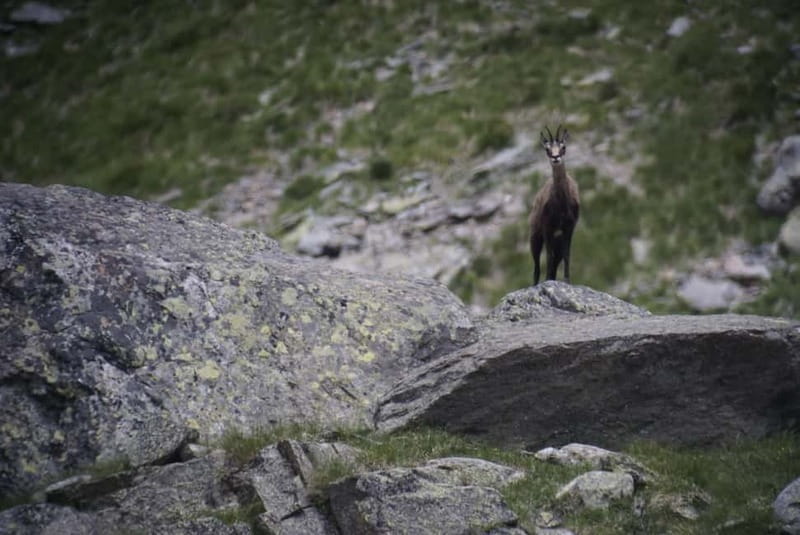 Switzerland: Private nature safari with a local guide. Check out the Alps, lakes, and more - Meet Michel Hänggi, the Nature Guide Who Thinks Like an Ecologist