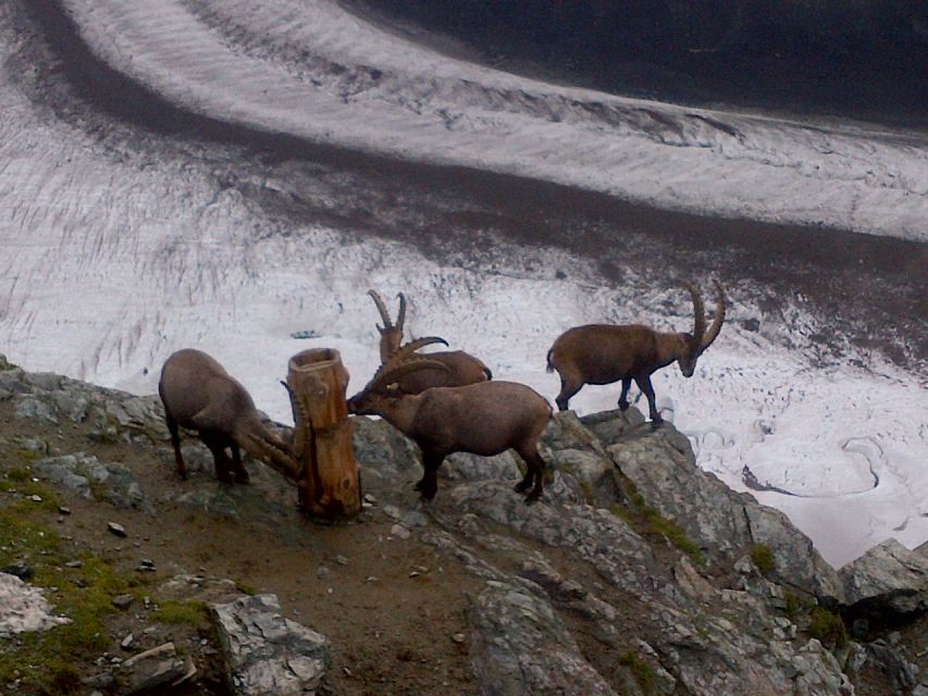 Zermatt & Mt. Gornergrat Small Group Day Trip from Bern - Zermatt and Gornergrat in one day: the big win for limited time