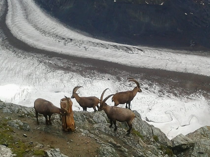 Zermatt & Mt. Gornergrat Small Group Day Trip from Zürich - Price and value at about $764 per person: what you are really paying for