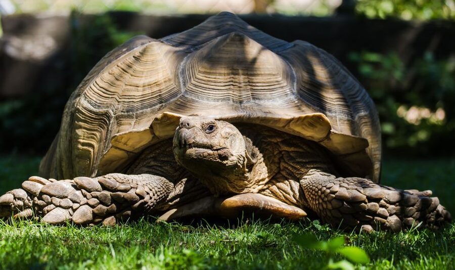 Zoo al Maglio: 1-Day Ticket for the Jungle of Ticino - Key points to know before you go