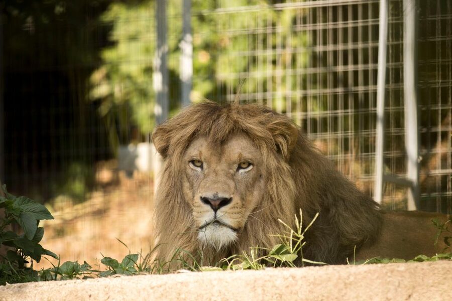 Zoo al Maglio: 1-Day Ticket for the Jungle of Ticino - Price and value: how $18 turns into a real day out
