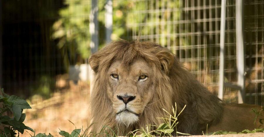 Zoo al Maglio: 1-Day Ticket for the Jungle of Ticino - Zoo al Maglio feels like a nature day, not a traffic jam