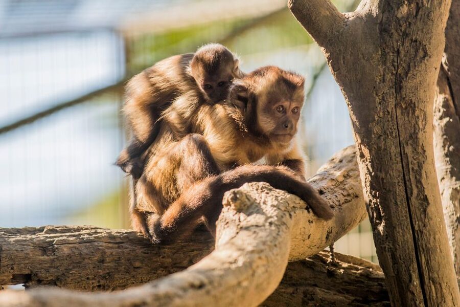 Zoo al Maglio: 1-Day Ticket for the Jungle of Ticino - Beyond seeing animals: workshops and conservation education for real-world thinking