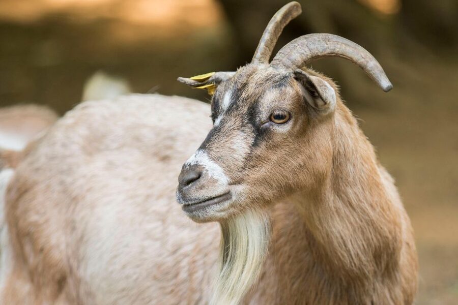 Zoo al Maglio: 1-Day Ticket for the Jungle of Ticino - Sustainability details that make the place feel thoughtful