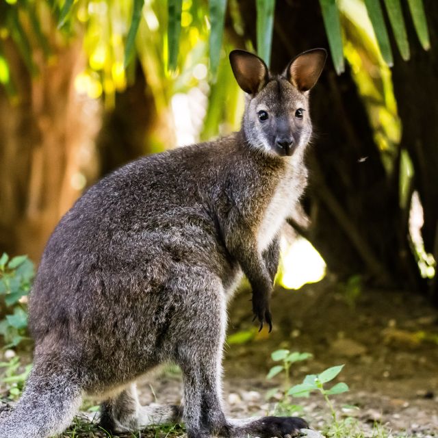 Zoo al Maglio: 1-Day Ticket for the Jungle of Ticino - What you will actually see: the animal mix and how to plan around it