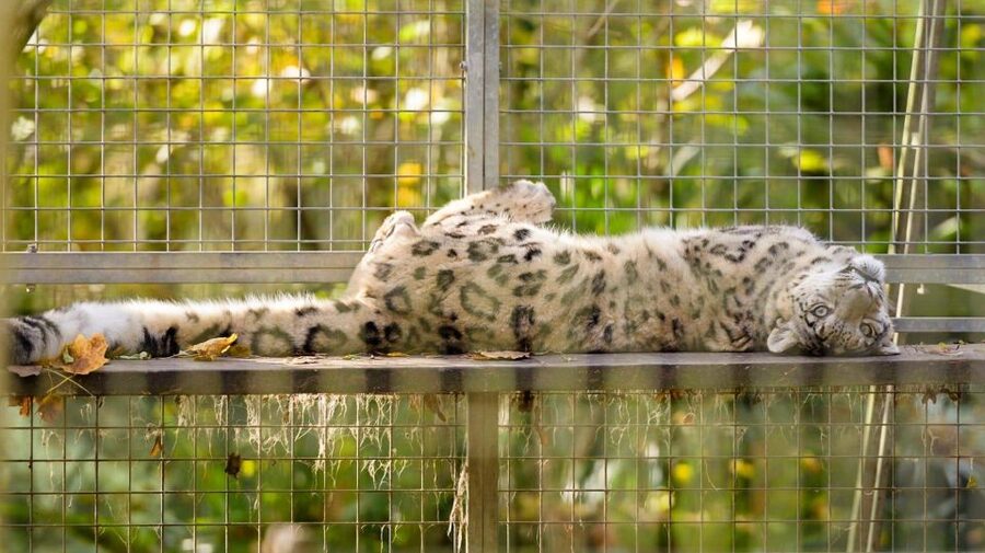 Zoo al Maglio: 1-Day Ticket for the Jungle of Ticino - The birthday-party factor and why it changes the vibe