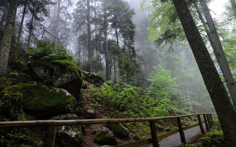 Zürich/Lucerne: Rhine Falls, Titisee & Black Forest Day Trip - Rhine Falls: Europe’s Biggest Waterfall, Up Close
