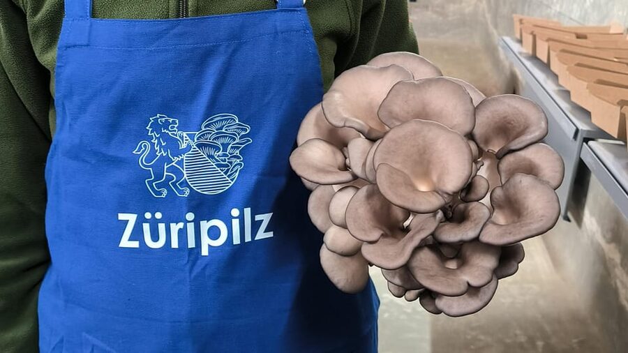 Zurich's best-kept secret: the hidden world of mushrooms! - Key Points To Know Before You Go