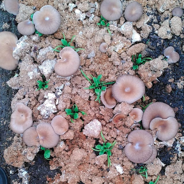 Zurich's best-kept secret: the hidden world of mushrooms! - A Few Practical Tips Before You Book