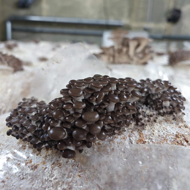 Zurich's best-kept secret: the hidden world of mushrooms! - Price and Value: Is $89 Worth 2 Hours?