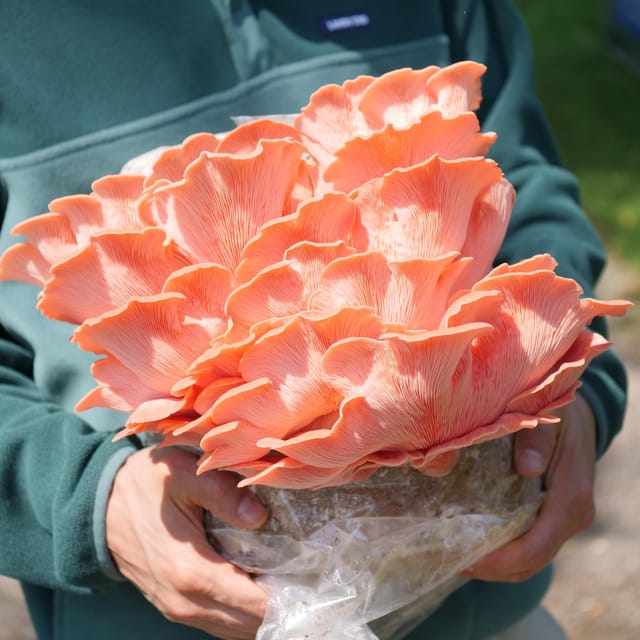 Zurich's best-kept secret: the hidden world of mushrooms! - Who This Mushroom Tour Fits Best